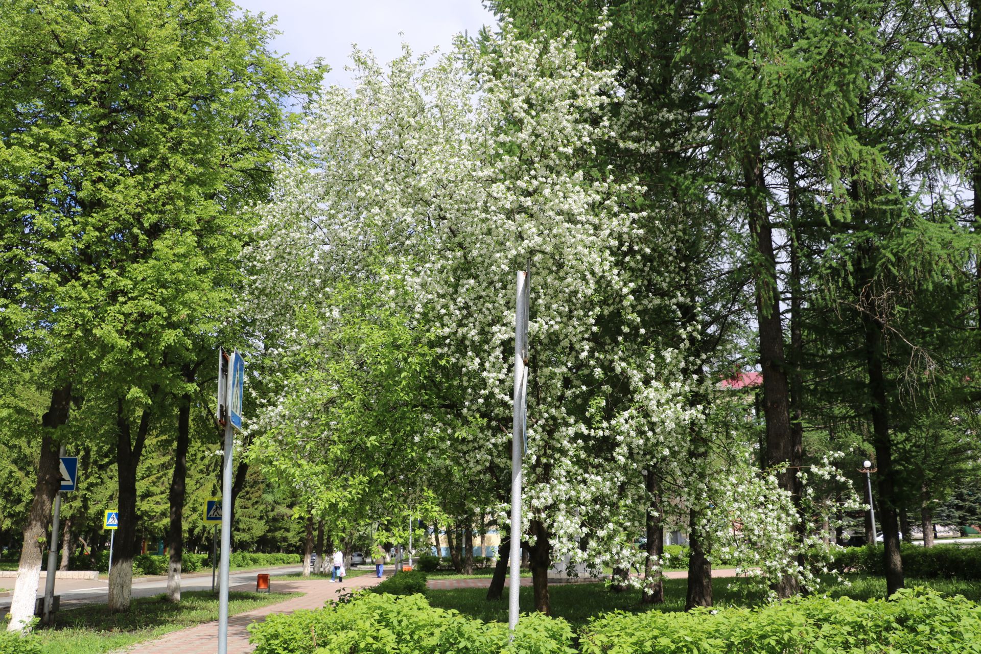 ЛЕНИНОГОРСК В ЦВЕТУ