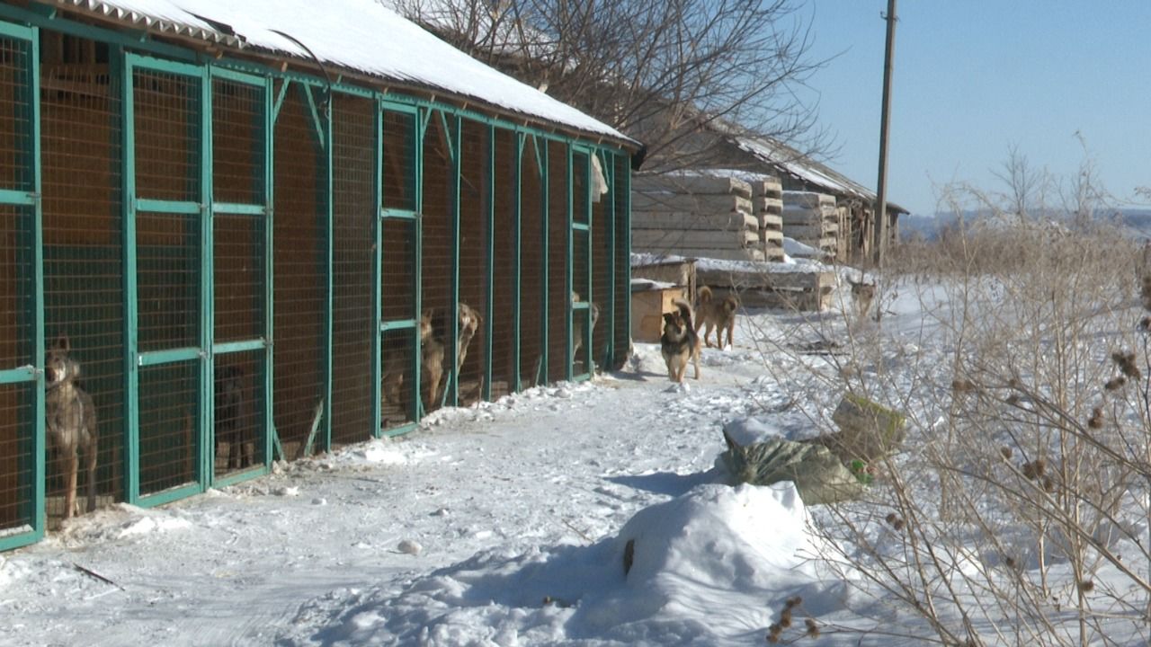 Лениногорцы помогли бездомным животным