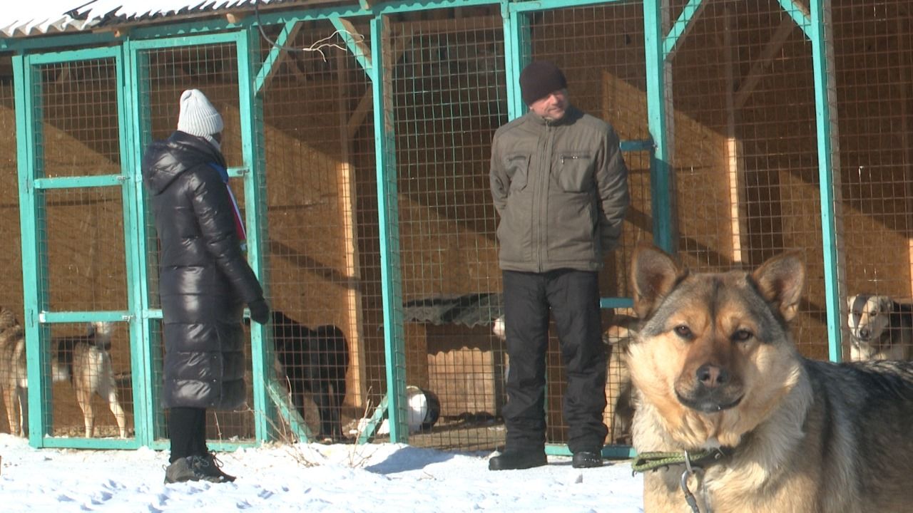 Лениногорцы помогли бездомным животным