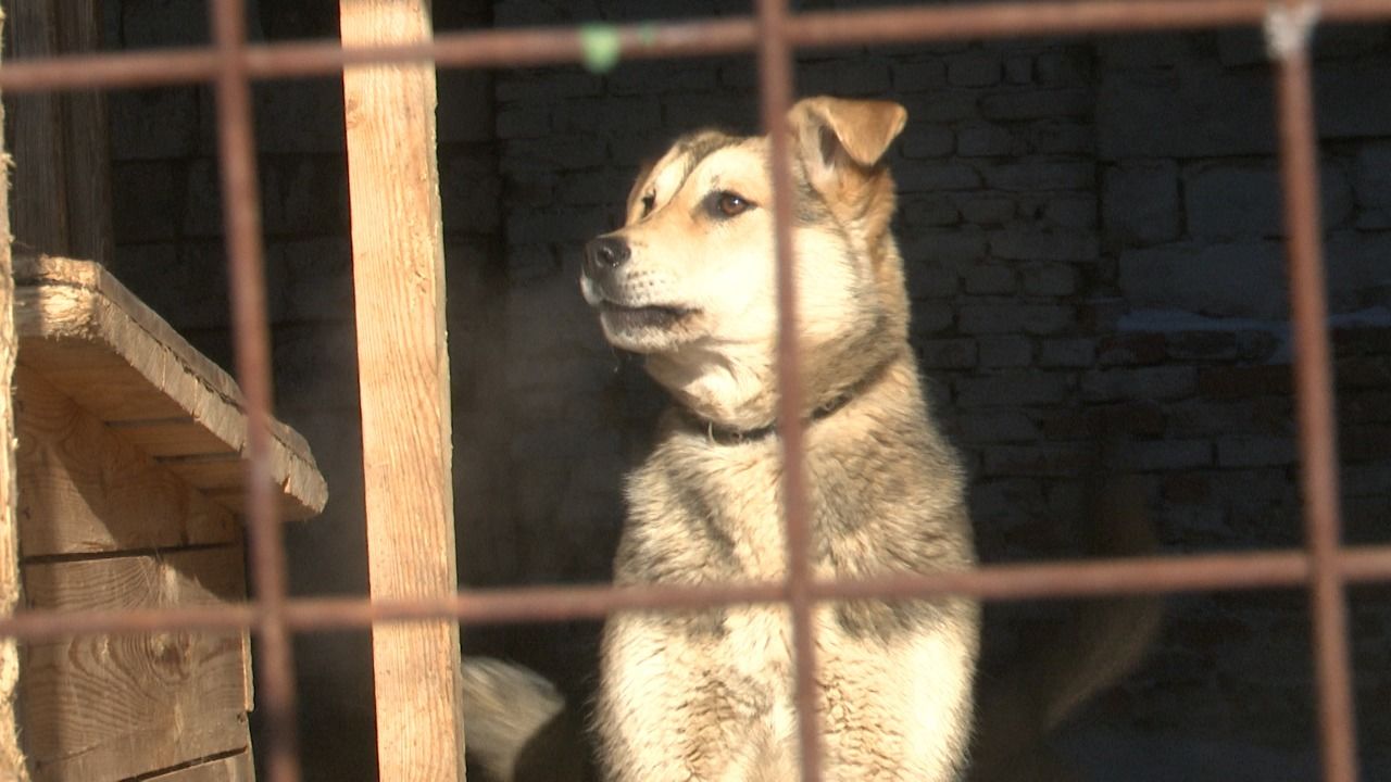 Лениногорцы помогли бездомным животным