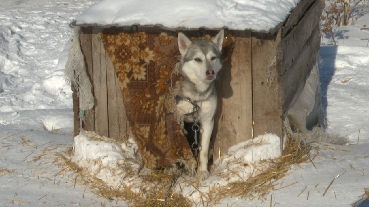 Лениногорцы помогли бездомным животным