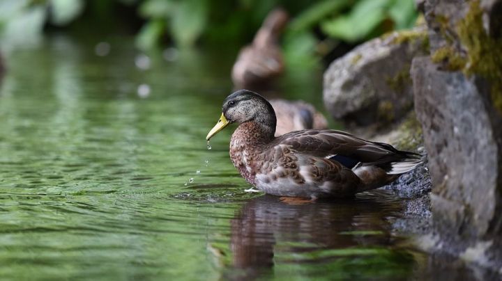 В Татарстане завершился сезон охоты на водоплавающую, болотно-луговую и полевую пернатую дичь