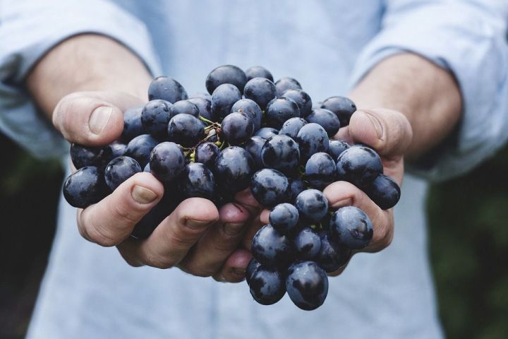 13 продуктов-рекордсменов с самой большой концентрацией полезных веществ