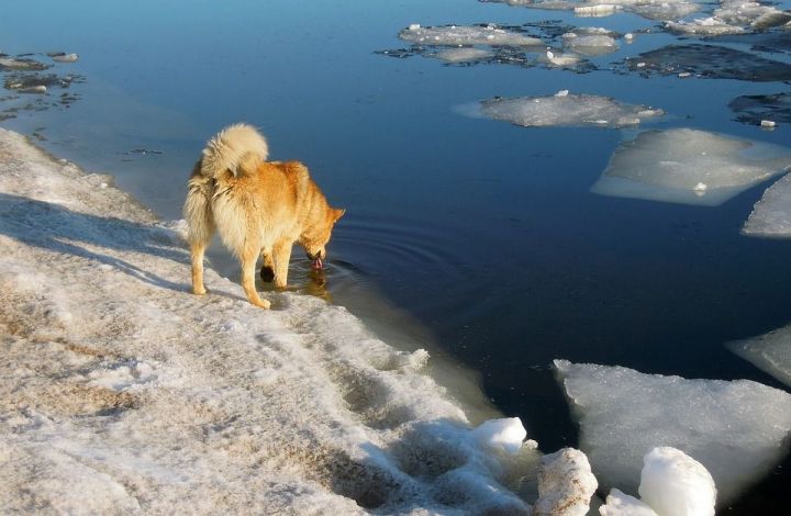 Лениногорцы, осторожно тонкий лед