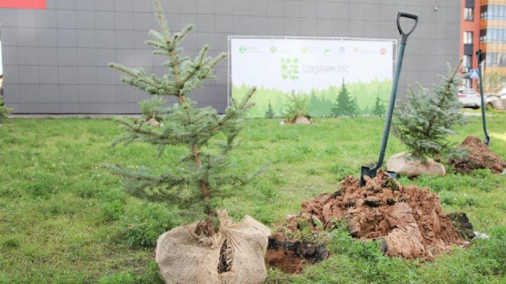 В Татарстане стартует акция «Сохраним лес»