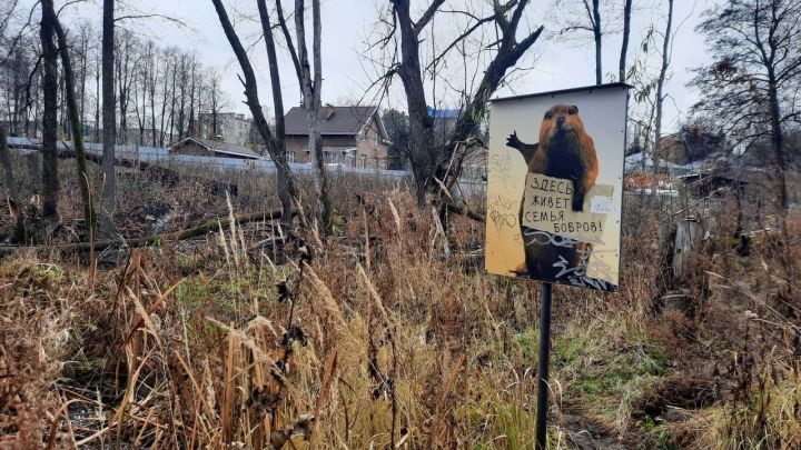 Жители Лениногорска в соцсетях выбрали имя знаменитому лениногорскому бобру