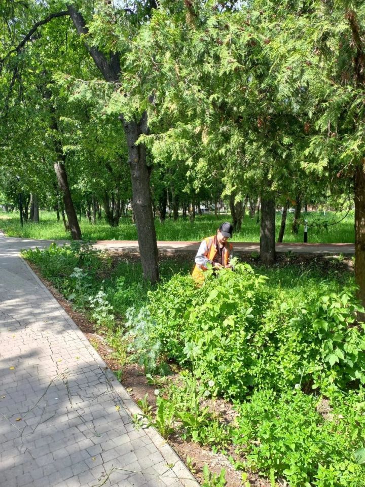 Жителей Лениногорска призывают беречь зелёные насаждения