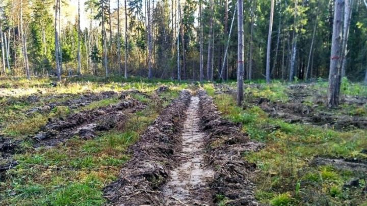 В Татарстане осенью заготовят не менее 10 тонн семян лесообразующих пород