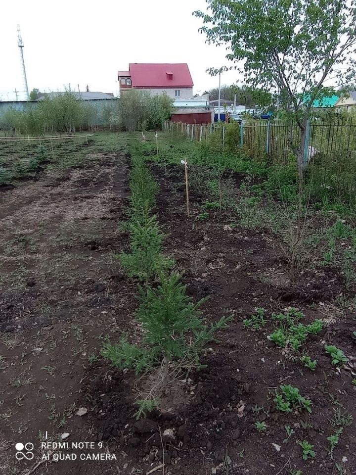 В школьном лесничестве «Дубки» Лениногорска начали создавать дендросад