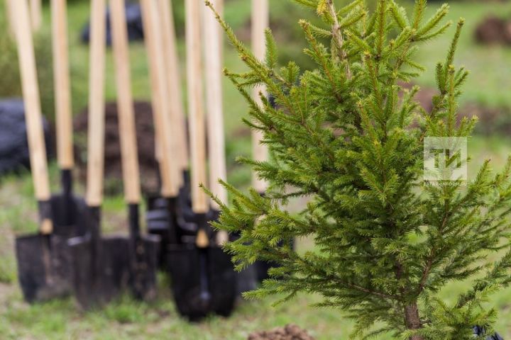 В День посадки леса в РТ высадят почти 2,8 млн деревьев